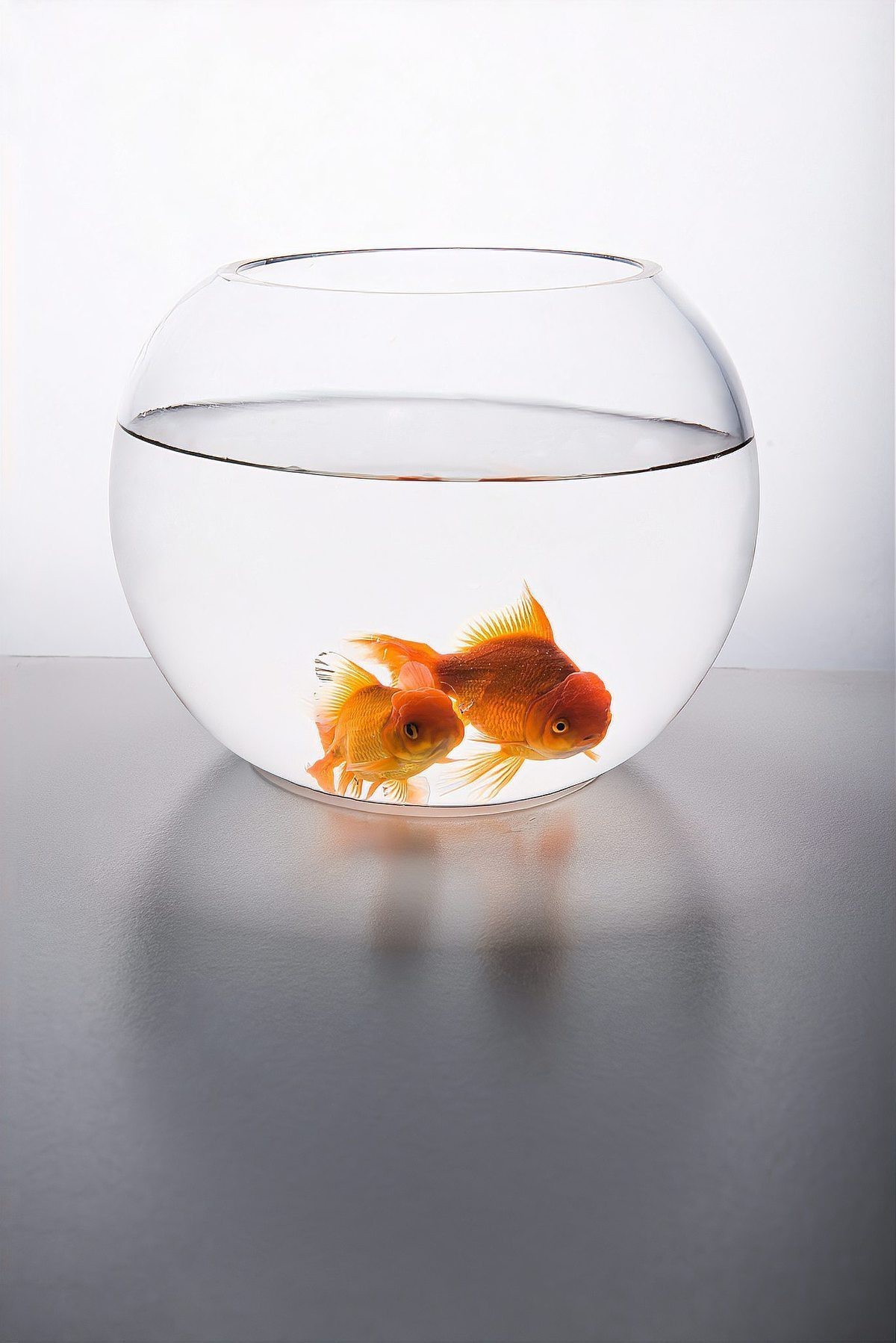 孔雀魚養幾條最好最旺財