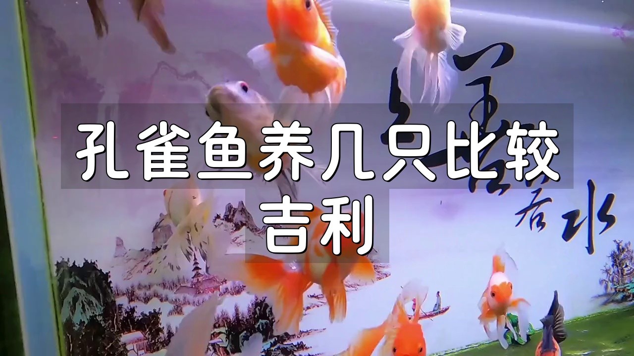 孔雀魚養幾條最好最旺財