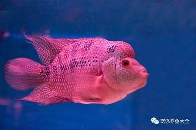 迷你龍魚（什么是迷你龍魚）