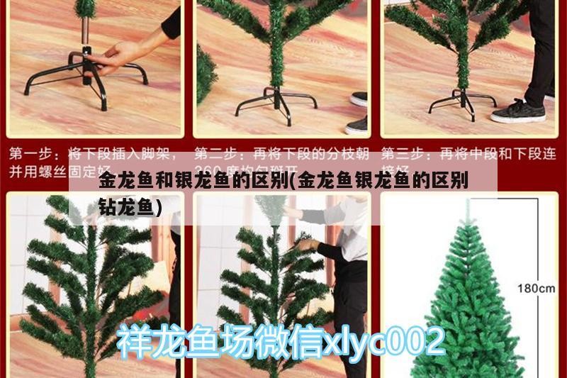 金龍魚和銀龍魚的區別(金龍魚銀龍魚的區別鉆龍魚)