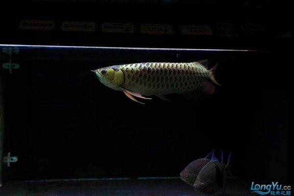 新入缸龍魚多久開口