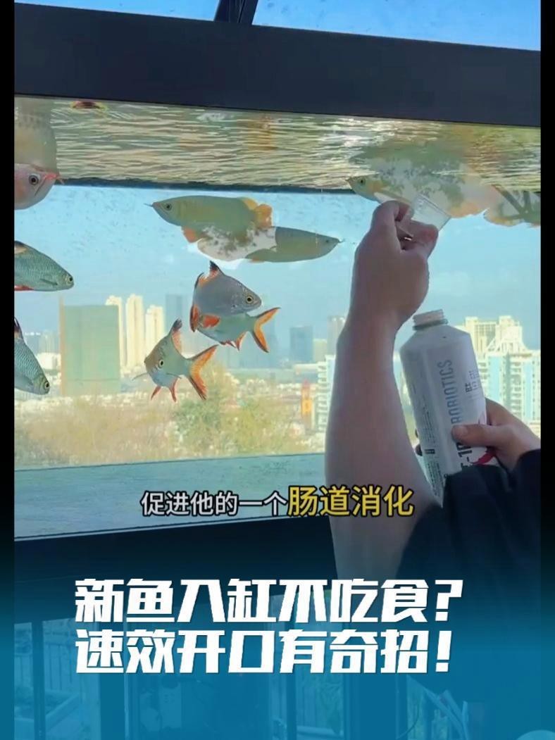 新入缸龍魚多久開口
