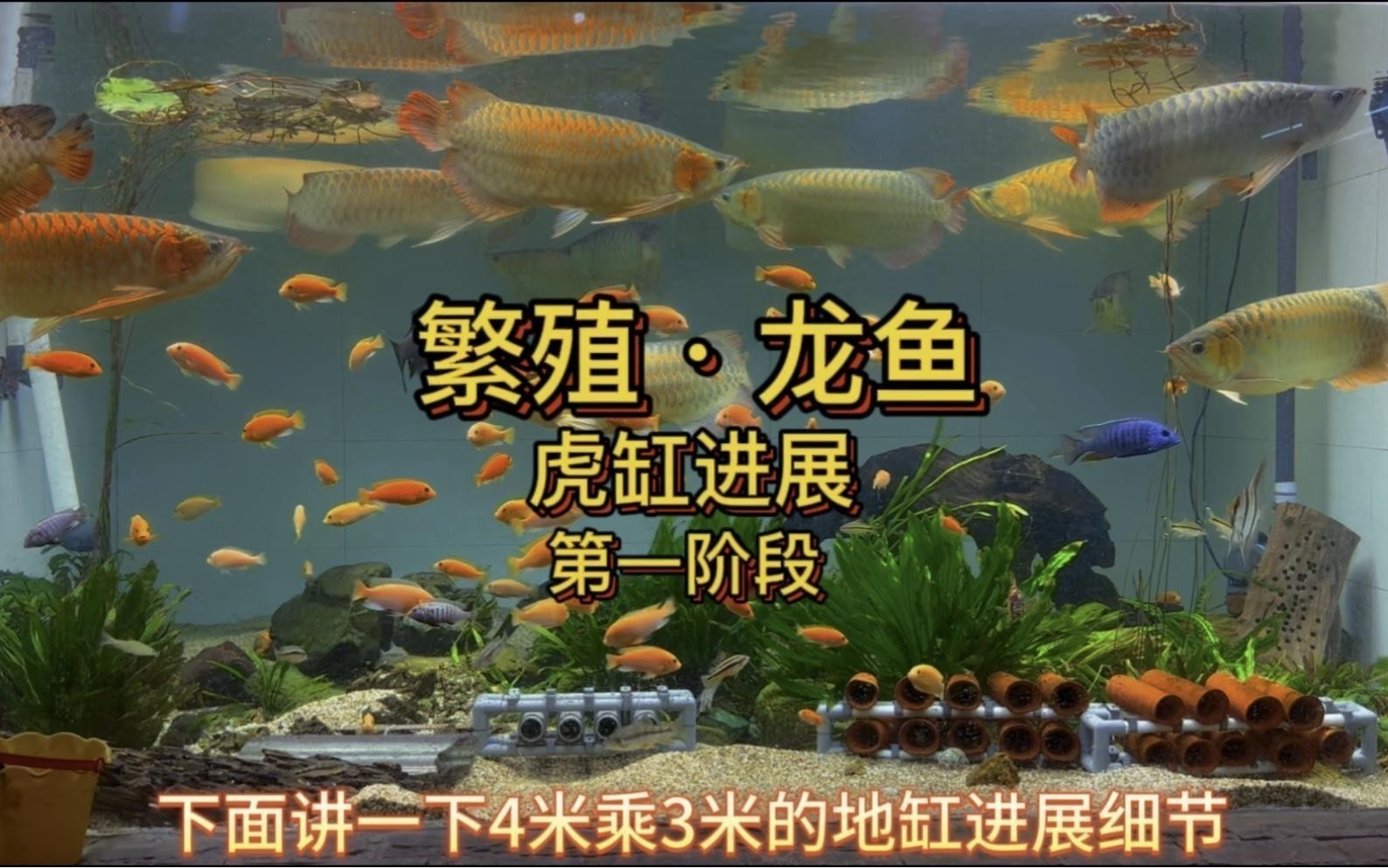 銀龍魚繁殖時(shí)需要哪些配套設(shè)備