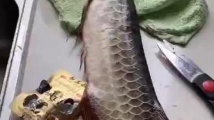金龍魚(yú)整容對(duì)比：金龍魚(yú)整容對(duì)比是指對(duì)金龍魚(yú)的形態(tài)進(jìn)行比較分析