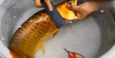 金龍魚(yú)整容對(duì)比：金龍魚(yú)整容對(duì)比是指對(duì)金龍魚(yú)的形態(tài)進(jìn)行比較分析