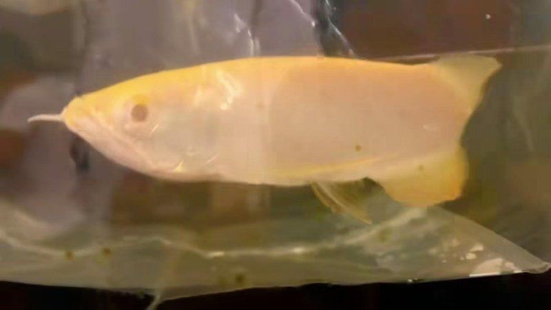 紅眼白子關刀魚多大起頭