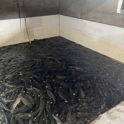 寧波市鄞州邱隘藝欣花木經營部（寧波市鄞州邱隘藝欣花木經營部電話號碼） 寧波市鄞州邱隘藝欣花木經營部（寧波市鄞州邱隘藝欣花木經營部電話號碼） 全國水族館企業名錄 第2張