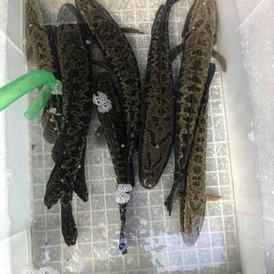 寧波市鄞州邱隘藝欣花木經營部（寧波市鄞州邱隘藝欣花木經營部電話號碼） 寧波市鄞州邱隘藝欣花木經營部（寧波市鄞州邱隘藝欣花木經營部電話號碼） 全國水族館企業名錄 第1張