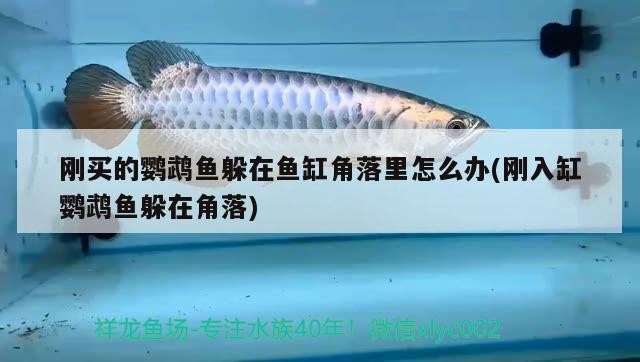 鴻景水族館:一個令人驚嘆的海洋世界(寶安區鴻景水族館:一個令人驚嘆的海洋世界) 全國水族館企業名錄 第1張 鴻景水族館:一個令人驚嘆的海洋世界(寶安區鴻景水族館:一個令人驚嘆的海洋世界) 鴻景水族館:一個令人驚嘆的海洋世界(寶安區鴻景水族館:一個令人驚嘆的海洋世界) 全國水族館企業名錄 第1張