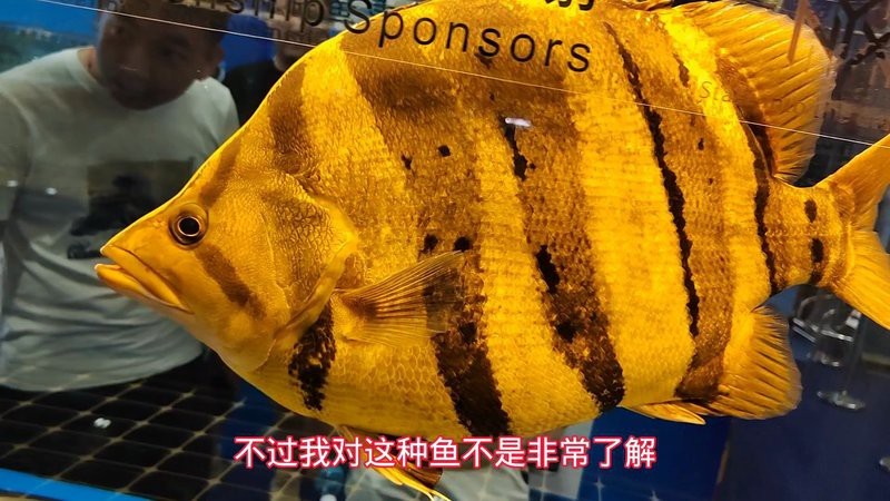 四紋印尼虎魚價格