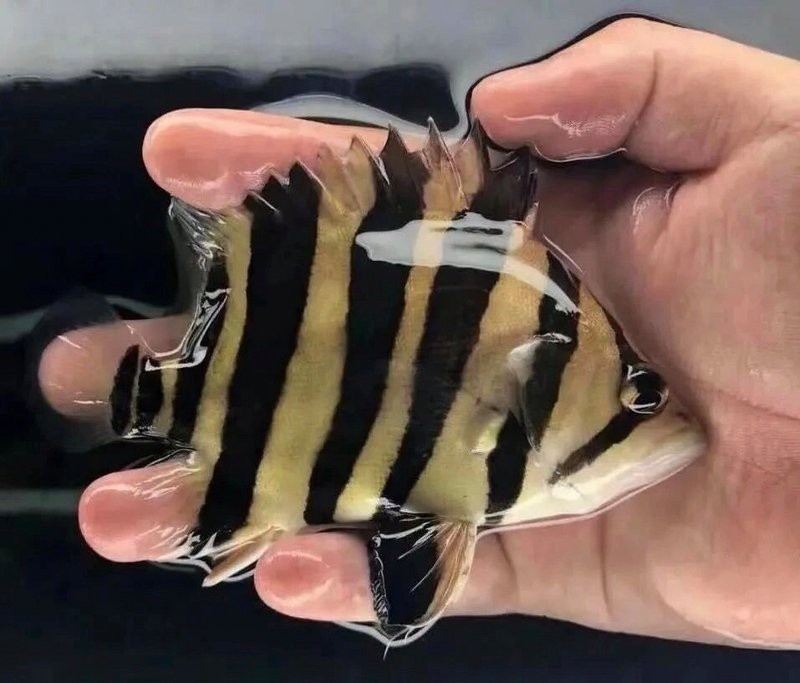 四紋印尼虎魚價格