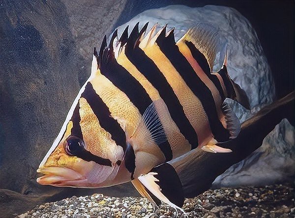 四紋印尼虎魚價格