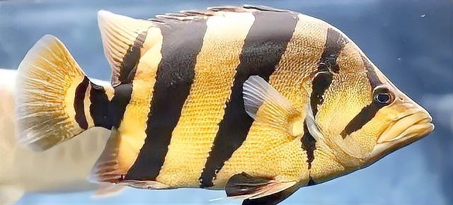 四紋印尼虎魚價格