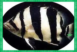 四紋印尼虎魚價格