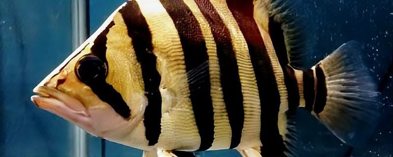 四紋印尼虎魚價格