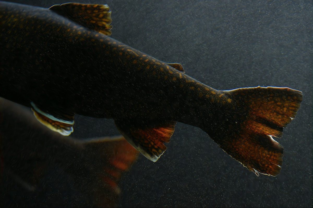 四紋印尼虎魚價格