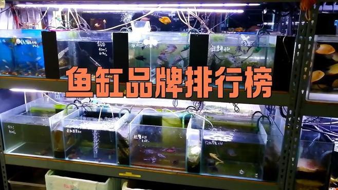 如何選擇適合養金頭龍魚的魚缸？