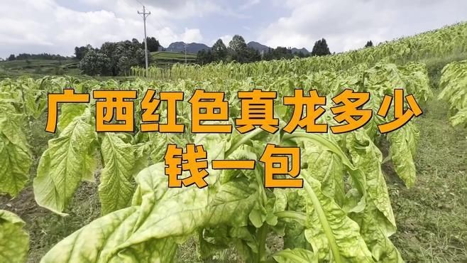 紅眼白子魟魚和白子區別