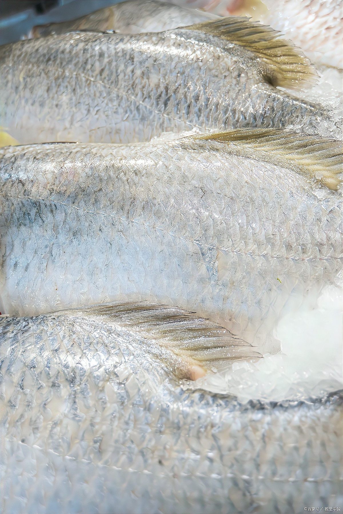 白云金絲魚的保護現狀