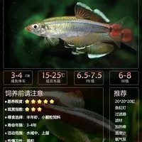 白云金絲魚的保護現狀