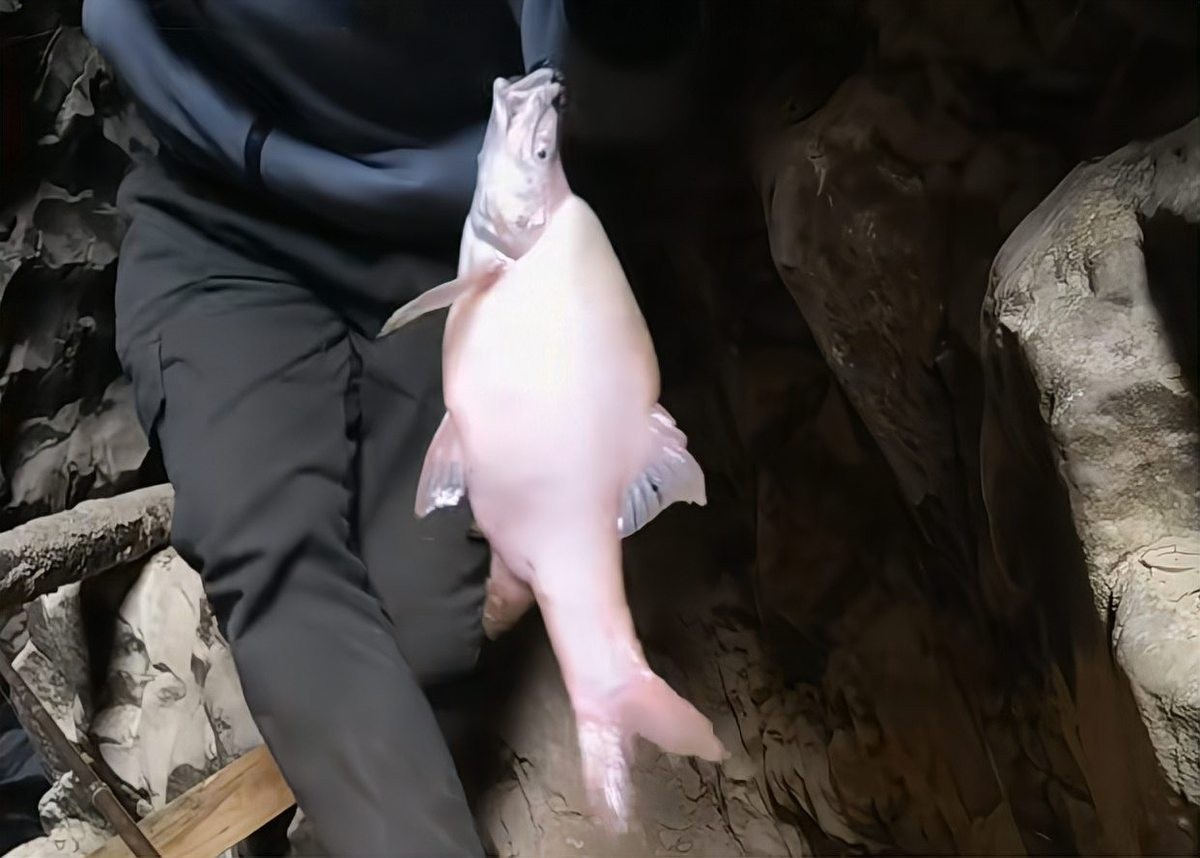 白云金絲魚的保護現狀