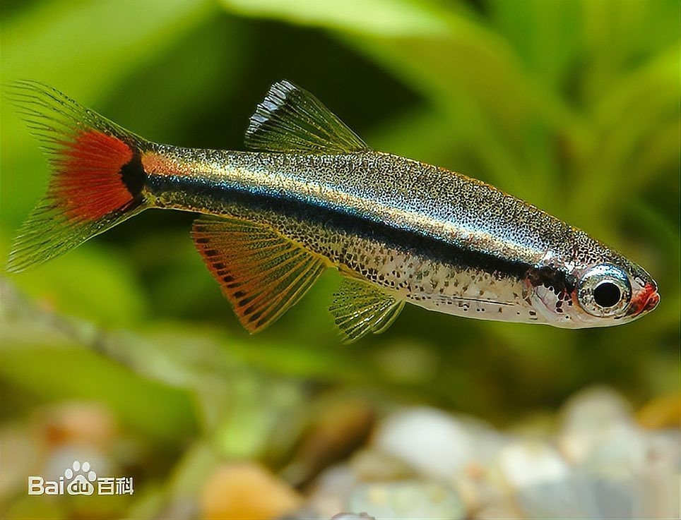 白云金絲魚的保護現狀