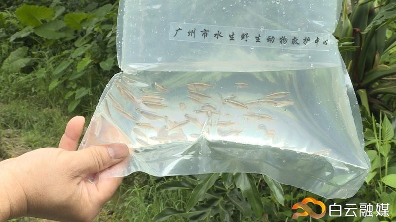 白云金絲魚的保護現狀