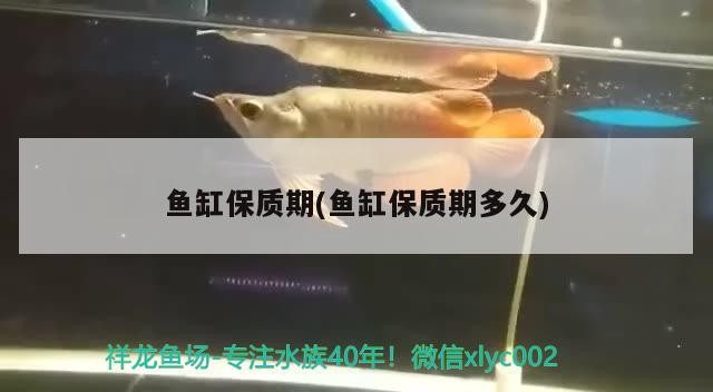 銀龍魚和白化龍魚能混養(yǎng)嗎（銀龍魚和白化龍魚能混養(yǎng)嗎圖片）