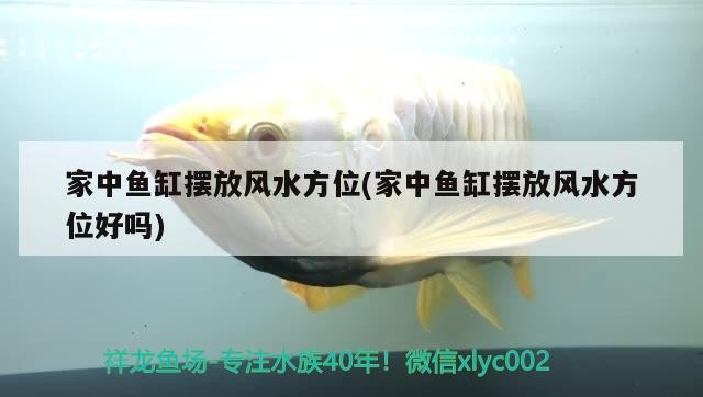 銀龍魚和白化龍魚能混養(yǎng)嗎（銀龍魚和白化龍魚能混養(yǎng)嗎圖片）