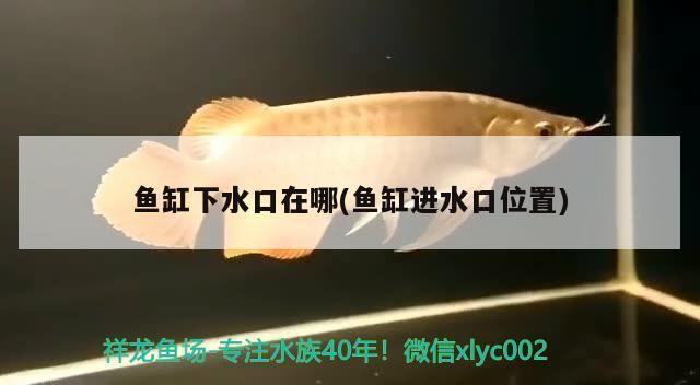 銀龍魚和白化龍魚能混養(yǎng)嗎（銀龍魚和白化龍魚能混養(yǎng)嗎圖片）