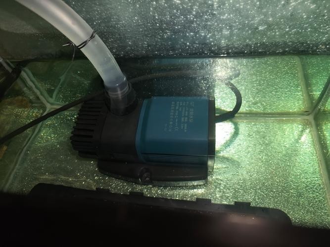 長城杯龍魚大賽水泵品牌