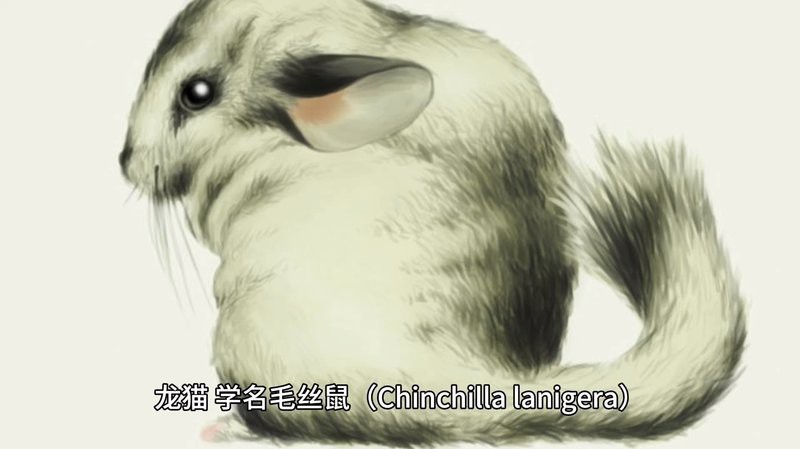 龍貓身上攜帶什么病毒