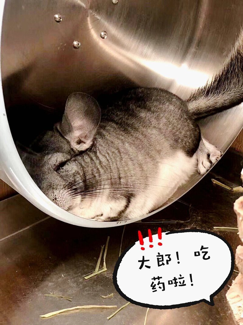 龍貓身上攜帶什么病毒
