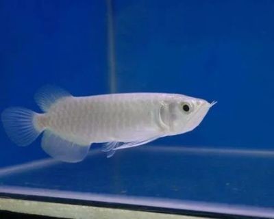 金龍魚白化：從零開始認識白金龍魚系列之十七:白化紅龍