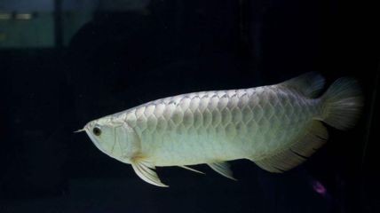 金龍魚白化：從零開始認識白金龍魚系列之十七:白化紅龍