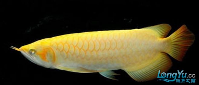 金龍魚白化：從零開始認識白金龍魚系列之十七:白化紅龍