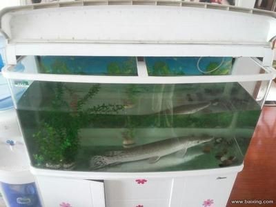 上海魚缸品牌十大排名（上海魚缸品牌十大排名上海魚缸品牌十大排名）