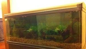 上海魚缸品牌十大排名（上海魚缸品牌十大排名上海魚缸品牌十大排名）