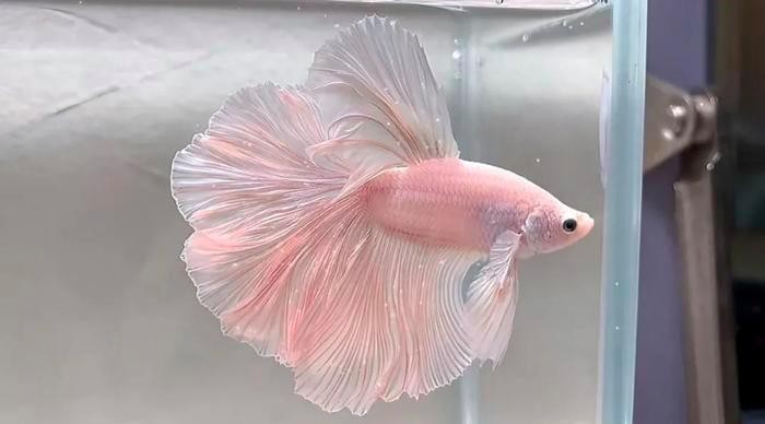 斗魚賽級(jí)和普通賽級(jí)區(qū)別