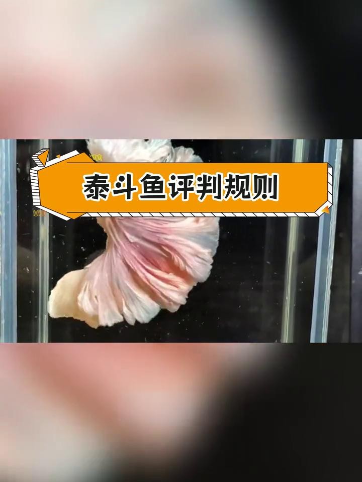 斗魚賽級(jí)和普通賽級(jí)區(qū)別