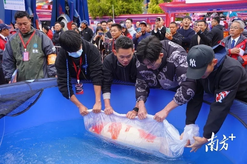 有哪些知名的觀賞魚品種會參加比賽？
