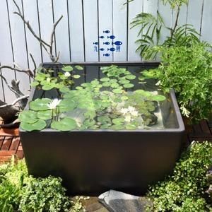 金魚(yú)藻的養(yǎng)殖秘訣：金魚(yú)藻養(yǎng)殖秘籍