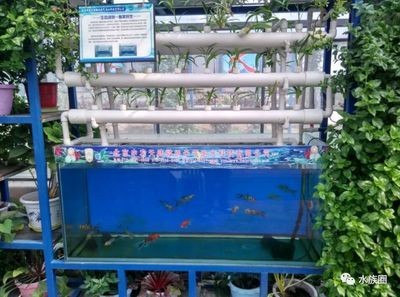 金魚(yú)藻的養(yǎng)殖秘訣：金魚(yú)藻養(yǎng)殖秘籍