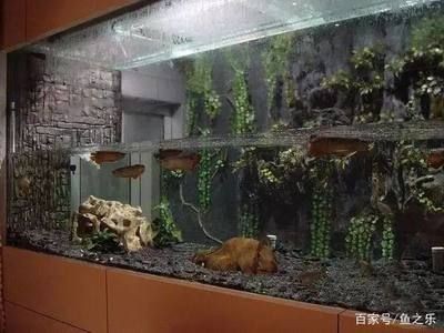 魚缸頂層魚：如何判斷龍魚是否患病