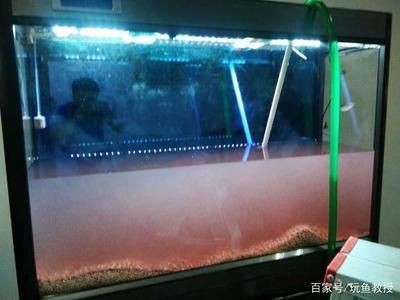 魚缸頂層魚：如何判斷龍魚是否患病