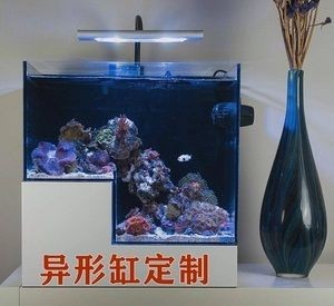 水族箱養護魚缸養護秘籍養護秘籍養護秘籍養魚秘籍：如何打造個性化的魚缸