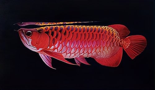 推薦一些經典的龍魚比賽視頻