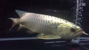 龍魚兜嘴可以手術(shù)嗎：龍魚兜嘴手術(shù)后如何護理，龍魚兜嘴手術(shù)風(fēng)險有哪些