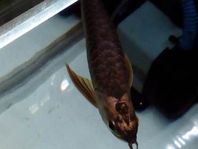 廣州觀賞魚批發市場v祥龍魚場：v祥龍魚場特色觀賞魚介紹