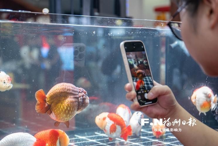 中國國際漁業博覽會 2025長城杯龍魚大賽 第11張 中國國際漁業博覽會 中國國際漁業博覽會 2025長城杯龍魚大賽 第11張